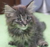 Milan the Maine Coon Mix Kitten