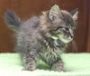 Milan the Maine Coon Mix Kitten