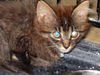 Milan the Maine Coon Mix Kitten