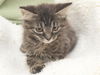 Milan the Maine Coon Mix Kitten