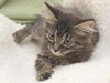 Milan the Maine Coon Mix Kitten