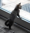 Milan the Maine Coon Mix Kitten