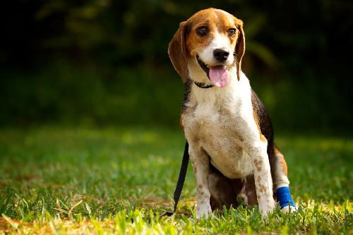 LC the Beagle