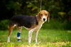 LC the Beagle