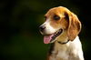 LC the Beagle