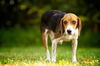 LC the Beagle