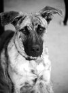 Mojave ~ Great Video!