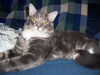 Jammer the Maine Coon Mix Party Boy