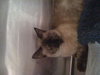 Mercedes the Siamese Beauty