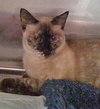 Mercedes the Siamese Beauty