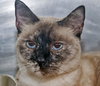 Mercedes the Siamese Beauty