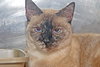 Mercedes the Siamese Beauty