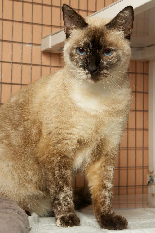 Mercedes the Siamese Beauty