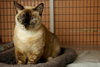 Mercedes the Siamese Beauty