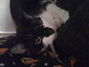 Squeeks the Black & White Gentle Boy - Declawed