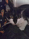Squeeks the Black & White Gentle Boy - Declawed