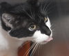 Squeeks the Black & White Gentle Boy - Declawed
