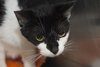 Squeeks the Black & White Gentle Boy - Declawed