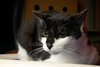 Squeeks the Black & White Gentle Boy - Declawed