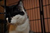 Squeeks the Black & White Gentle Boy - Declawed