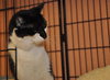 Squeeks the Black & White Gentle Boy - Declawed
