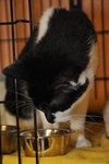 Squeeks the Black & White Gentle Boy - Declawed