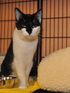 Squeeks the Black & White Gentle Boy - Declawed
