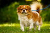Pancake the Pekingese