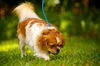 Pancake the Pekingese