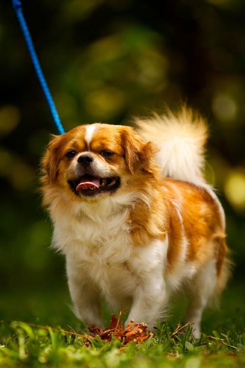 Pancake the Pekingese