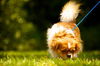 Pancake the Pekingese