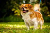 Pancake the Pekingese