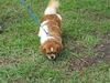 Pancake the Pekingese