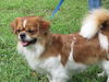 Pancake the Pekingese
