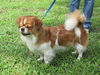 Pancake the Pekingese