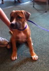 Lake the Boxer Mix Puppy