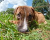 Lake the Boxer Mix Puppy