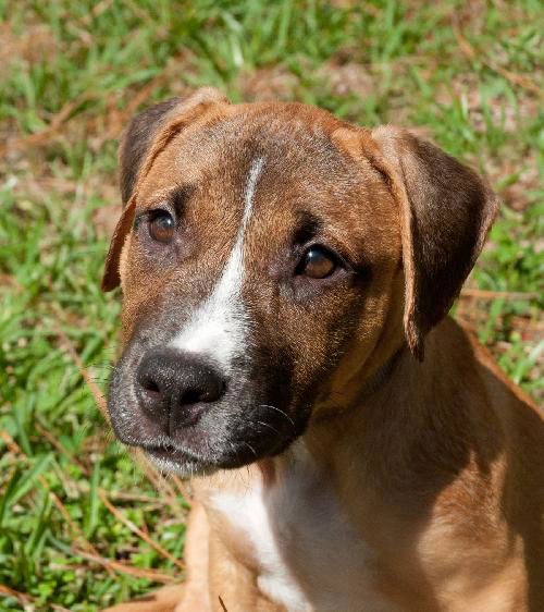 Lake the Boxer Mix Puppy