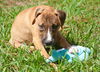 Lake the Boxer Mix Puppy