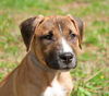 Lake the Boxer Mix Puppy