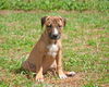 Lake the Boxer Mix Puppy