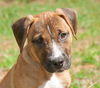 Lake the Boxer Mix Puppy