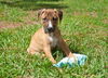 Lake the Boxer Mix Puppy