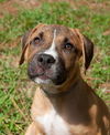 Lake the Boxer Mix Puppy