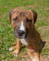 Lake the Boxer Mix Puppy