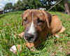 Lake the Boxer Mix Puppy