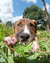 Lake the Boxer Mix Puppy