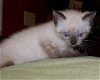Lacey the Siamese Kitten