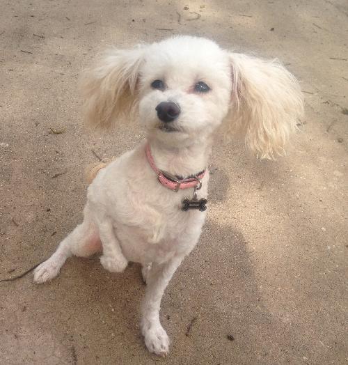 Piper the Malti-poo