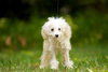 Piper the Malti-poo